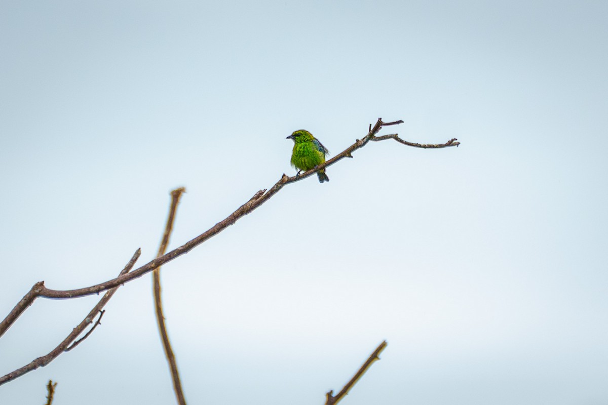 Dotted Tanager - ML638867943