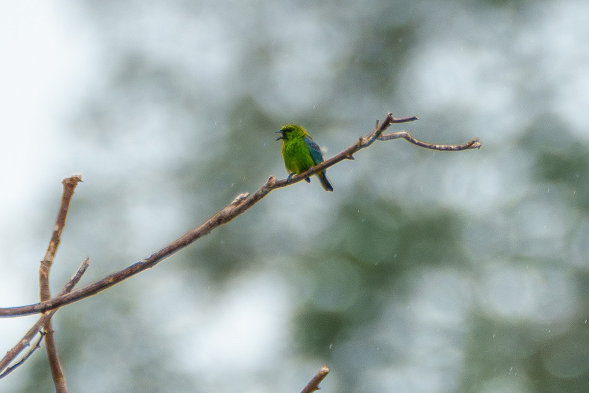 Dotted Tanager - ML638867944