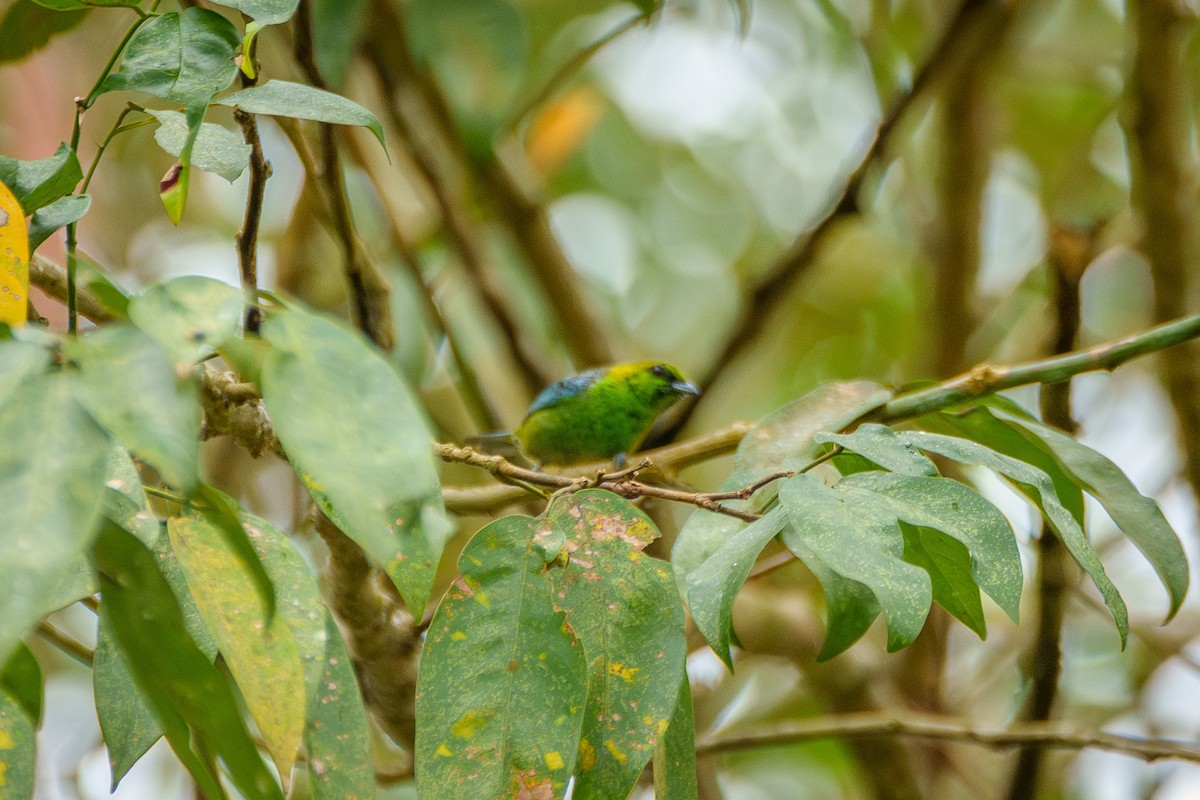 Dotted Tanager - ML638867945