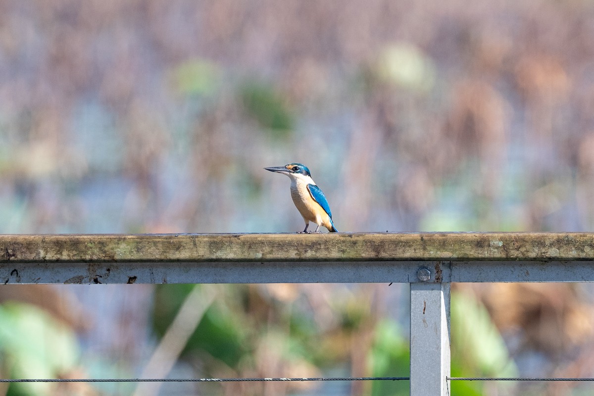Sacred Kingfisher - ML638867986