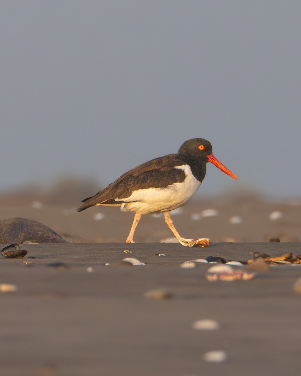 American Oystercatcher - ML638867998