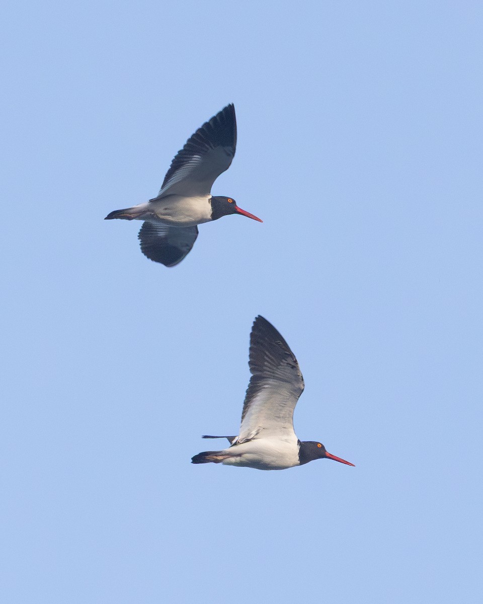 American Oystercatcher - ML638867999
