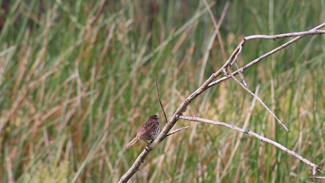 Song Sparrow - ML638868140