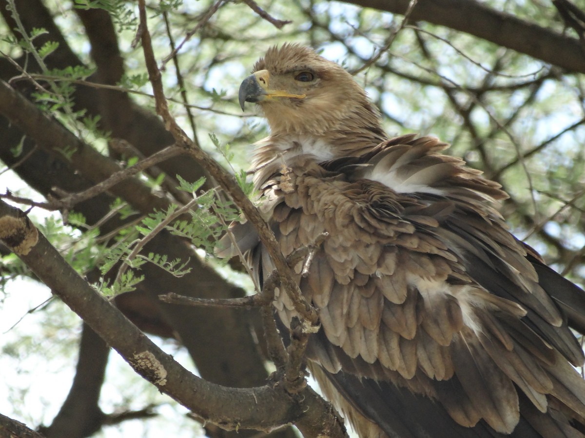 Tawny Eagle - ML638868185