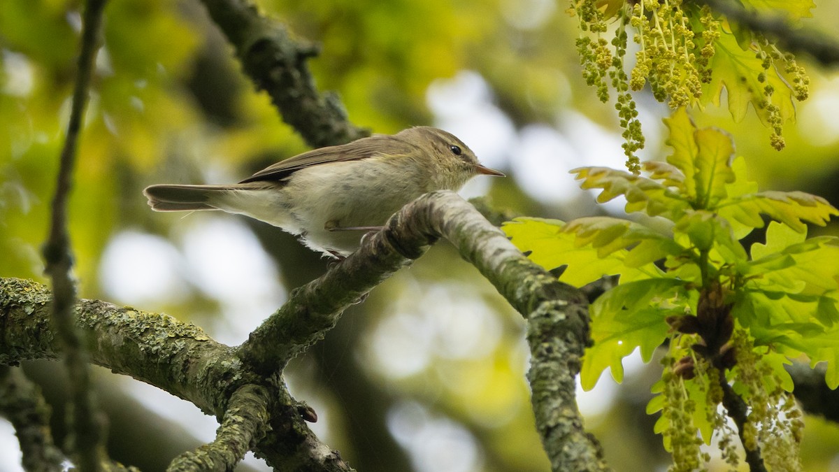 Common Chiffchaff (Common) - ML638868243