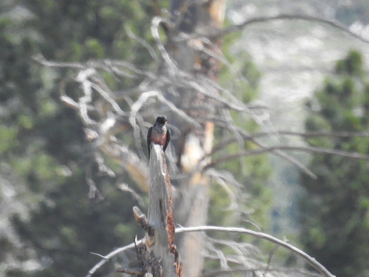 Lewis's Woodpecker - ML638868312