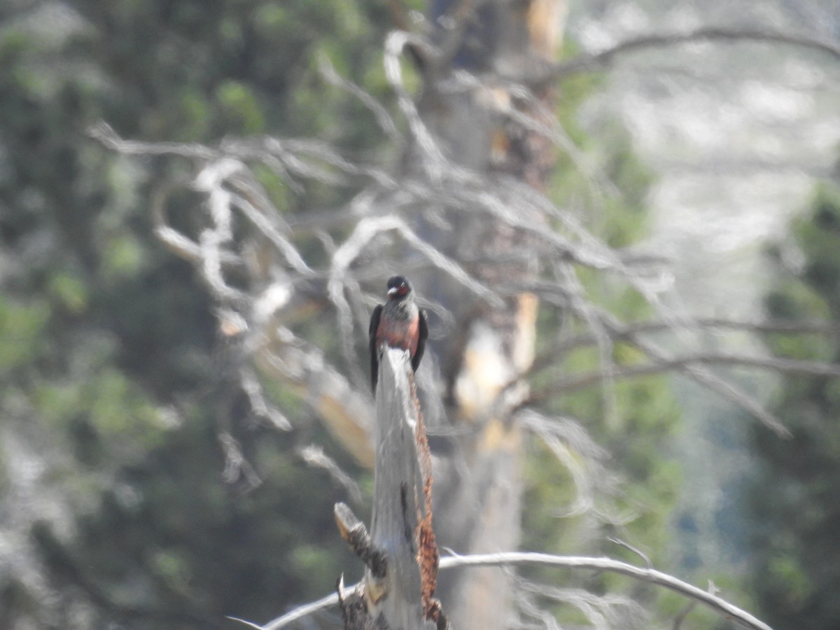 Lewis's Woodpecker - ML638868316