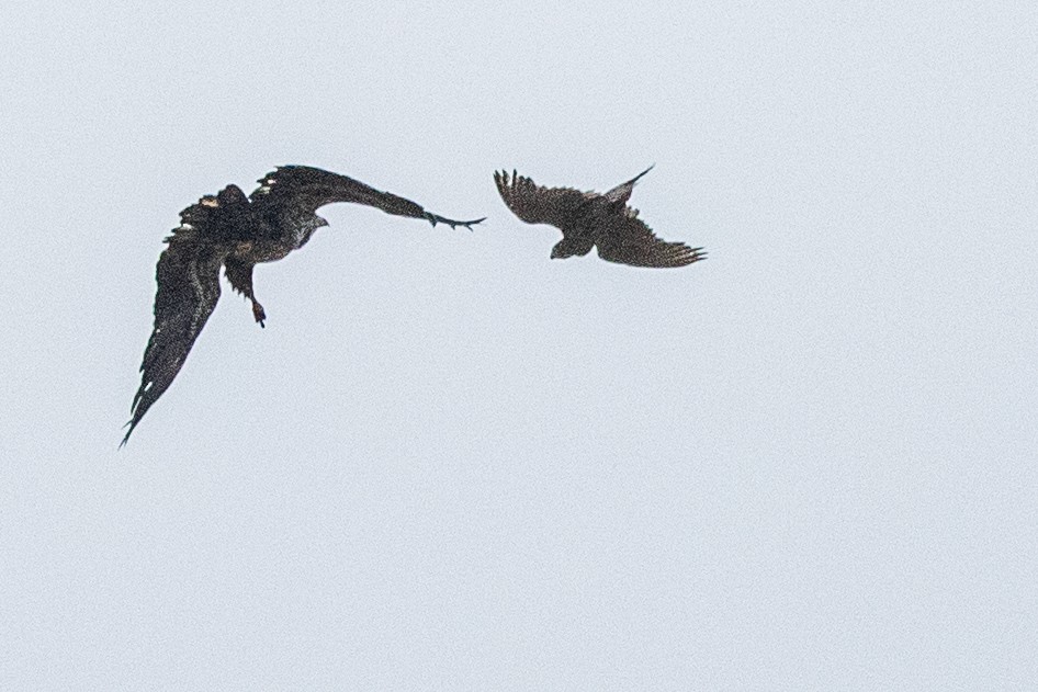 Gyrfalcon - ML638868321