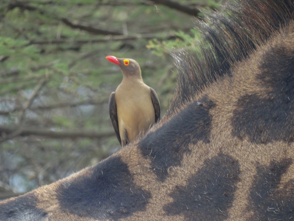 Red-billed Oxpecker - ML638868323