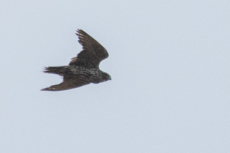 Gyrfalcon - ML638868327