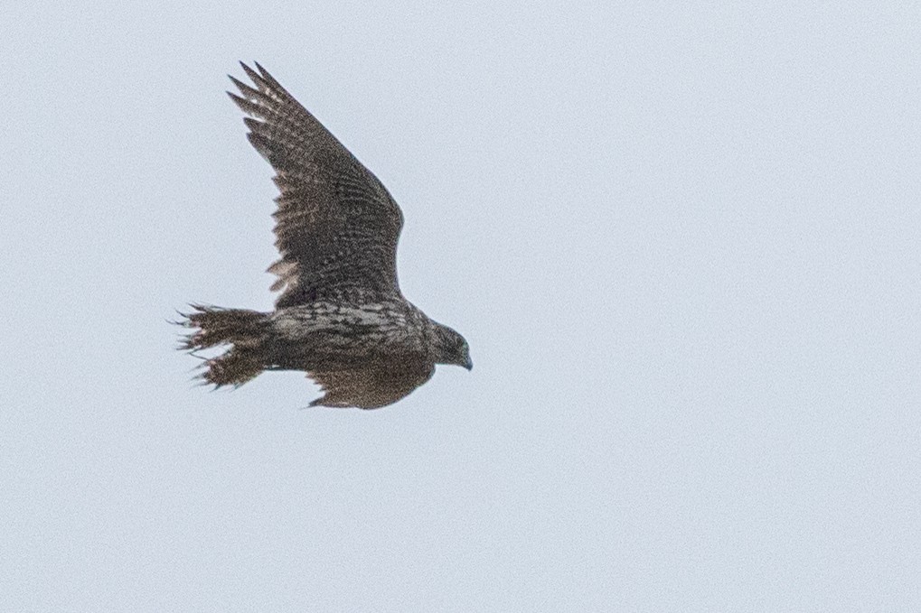 Gyrfalcon - ML638868329