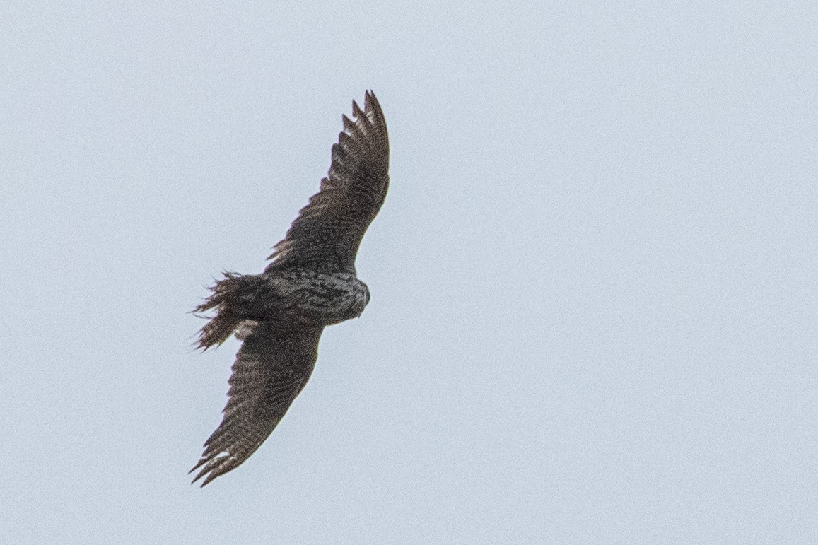 Gyrfalcon - ML638868332