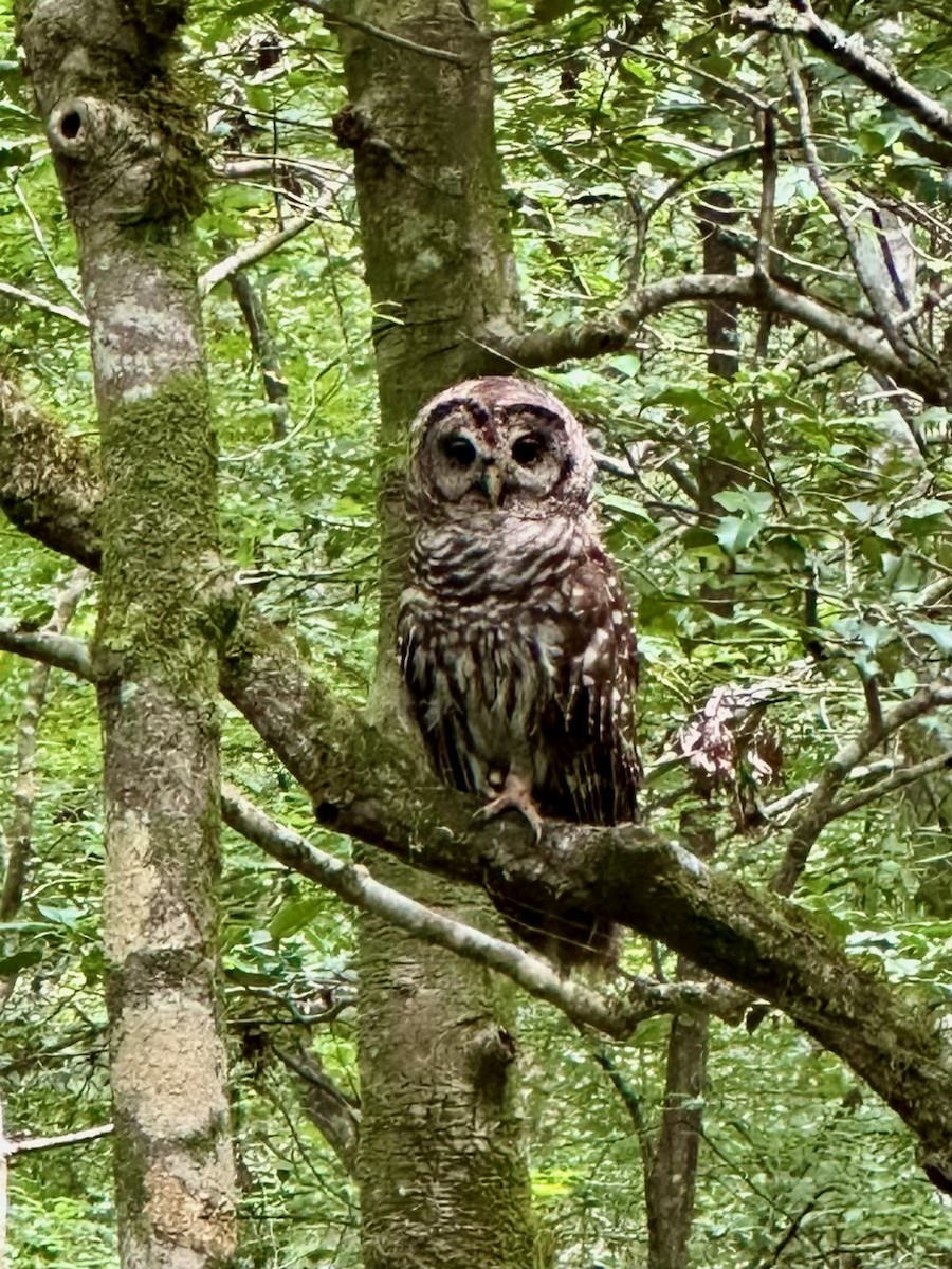 Barred Owl - ML638868355