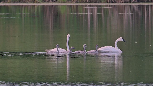 Trumpeter Swan - ML638868356