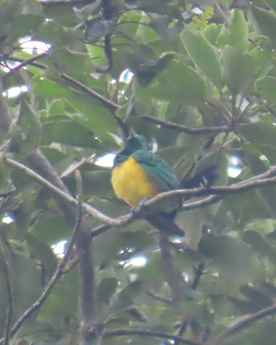 African Emerald Cuckoo (African) - ML638868359