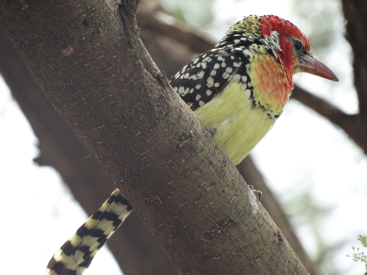 Red-and-yellow Barbet - ML638868381