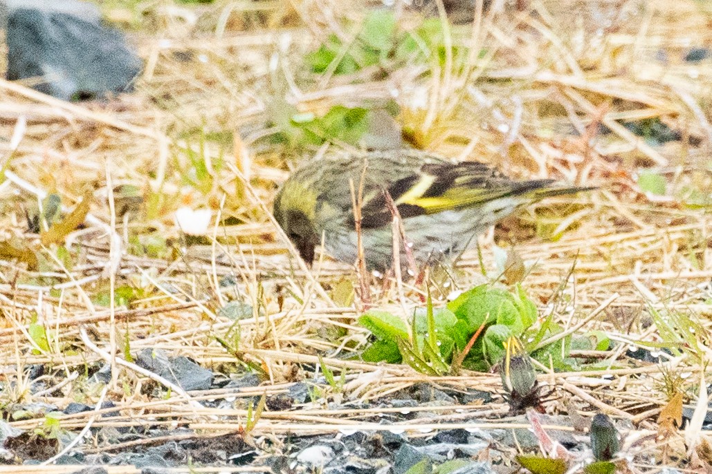 Pine Siskin - ML638868384