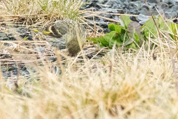 Pine Siskin - ML638868391
