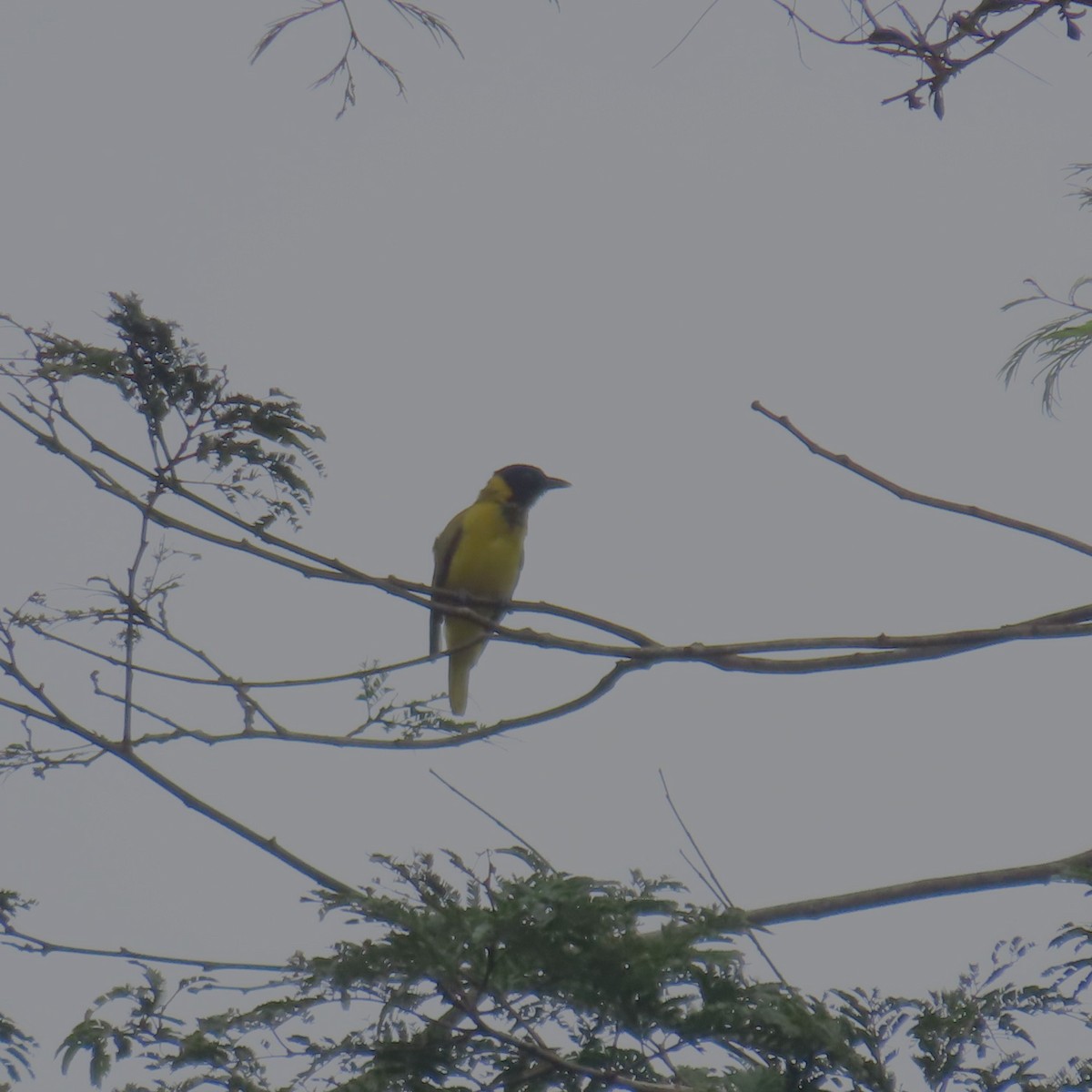 Black-winged Oriole - ML638868404