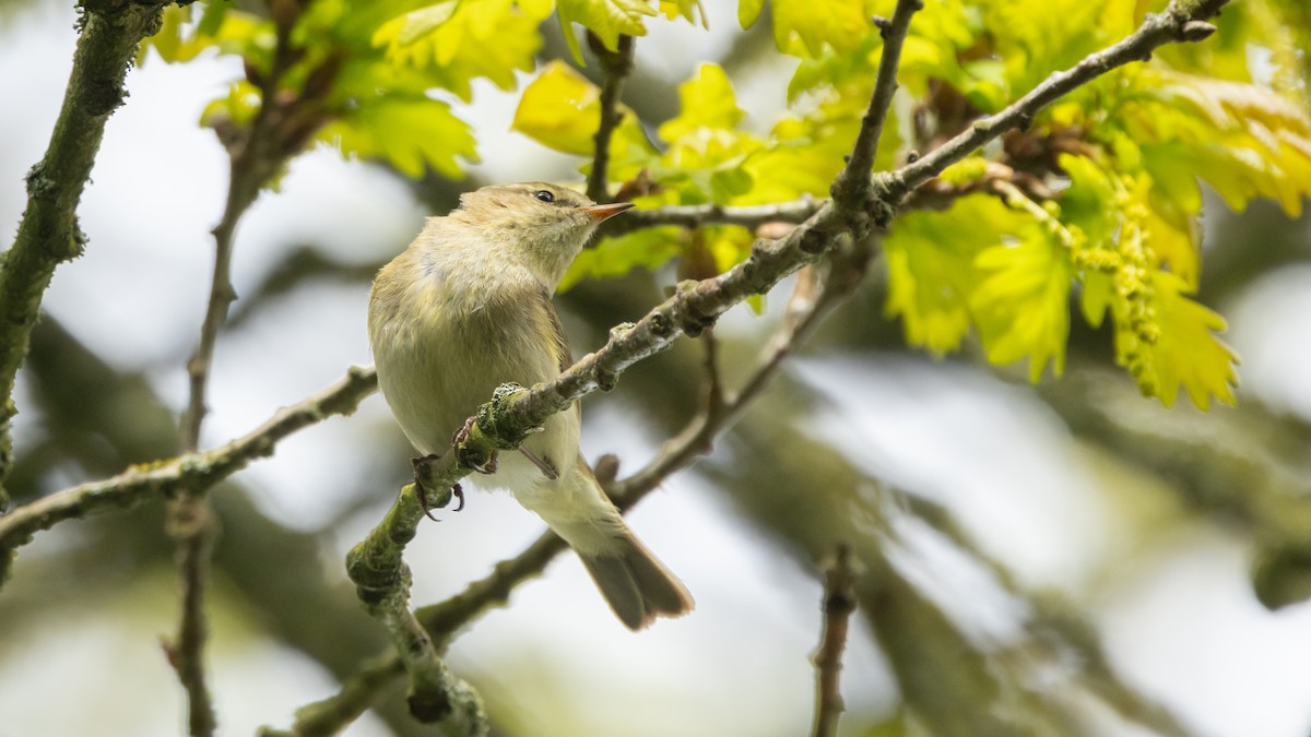 Common Chiffchaff (Common) - ML638868407