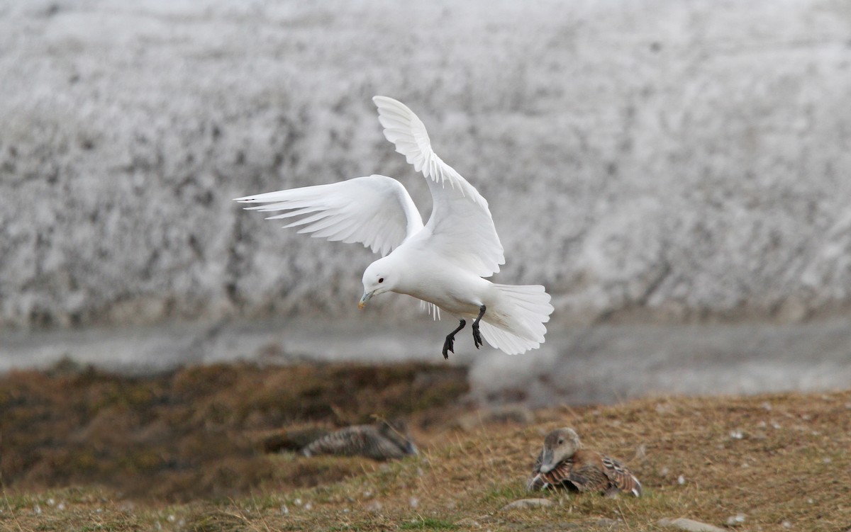 Ivory Gull - Christoph Moning