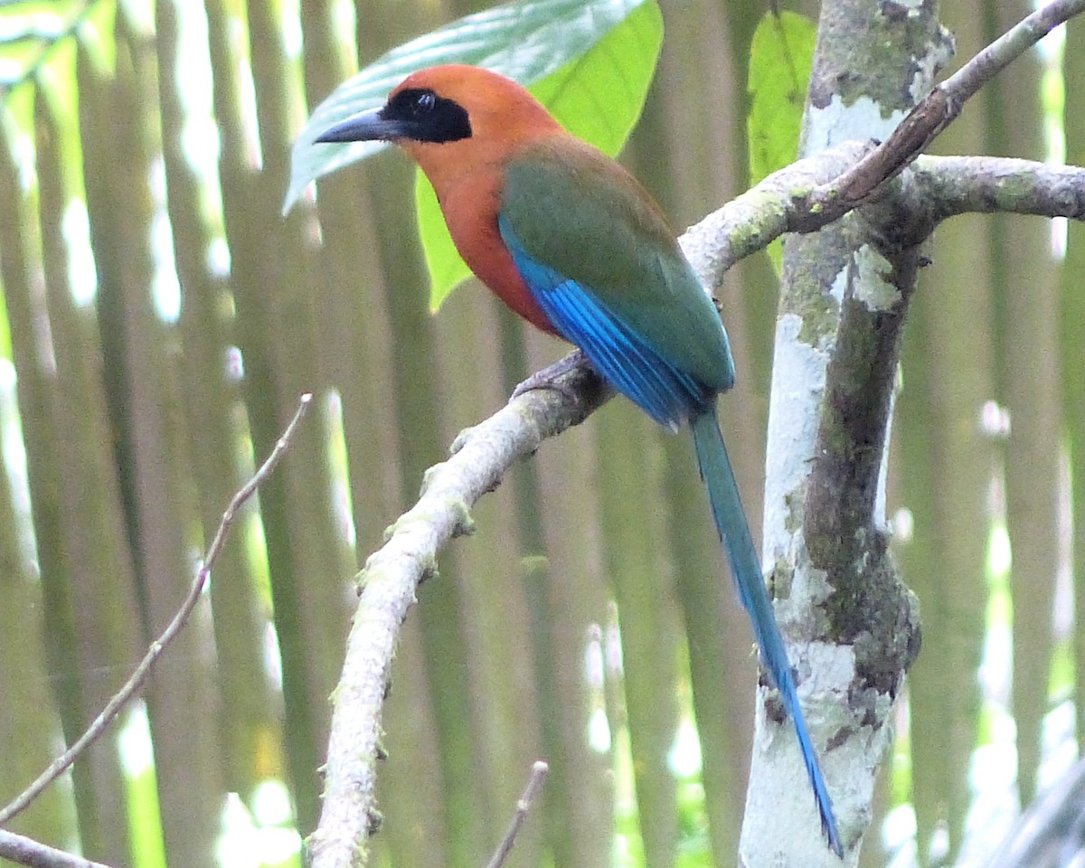 Rufous Motmot - ML638868414