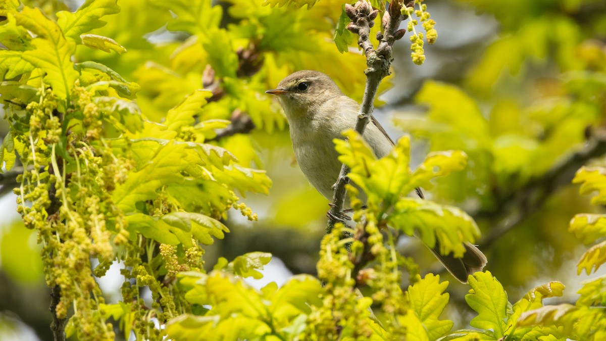 Common Chiffchaff (Common) - ML638868418