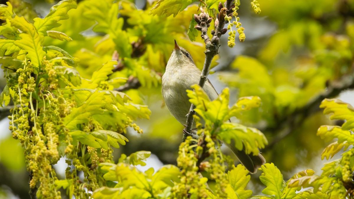 Common Chiffchaff (Common) - ML638868420