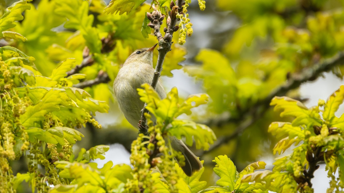 Common Chiffchaff (Common) - ML638868425