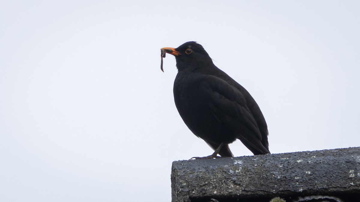 Eurasian Blackbird - ML638868435