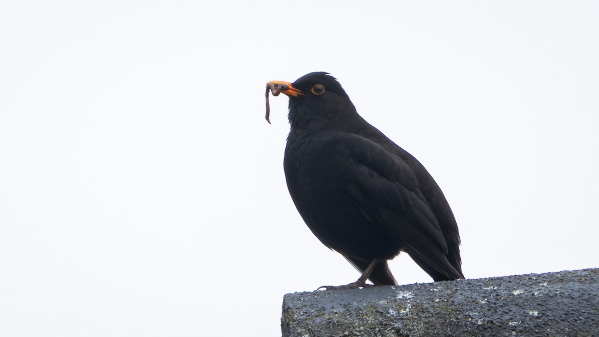 Eurasian Blackbird - ML638868445