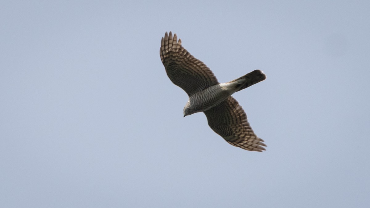 Eurasian Sparrowhawk - ML638868468