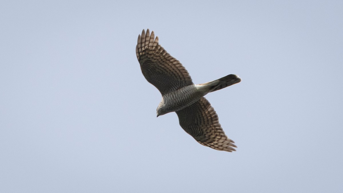 Eurasian Sparrowhawk - ML638868471