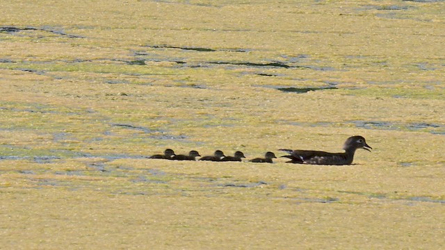 Wood Duck - ML638868495