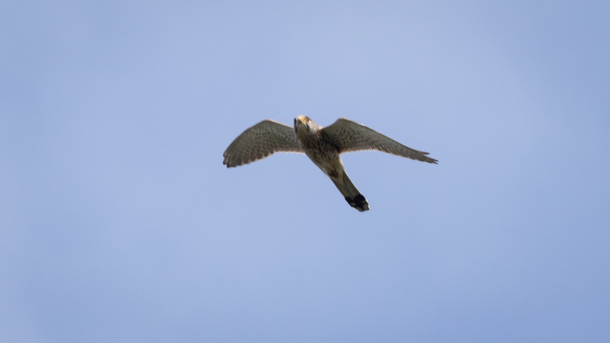 Eurasian Kestrel (Eurasian) - ML638868497