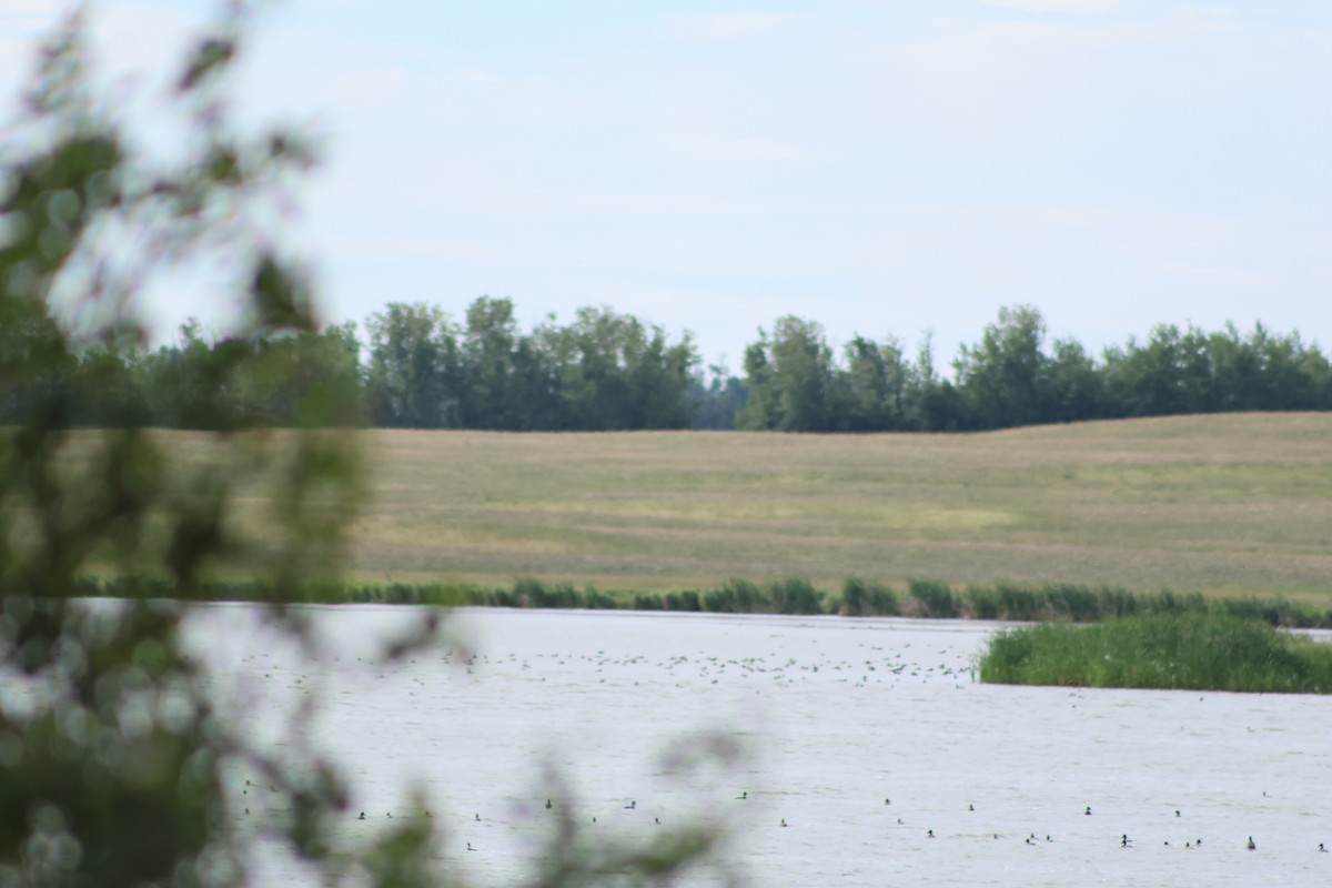 Canvasback - ML638868501