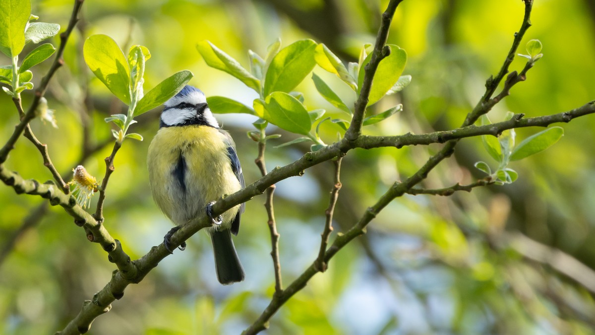 Eurasian Blue Tit - ML638868506