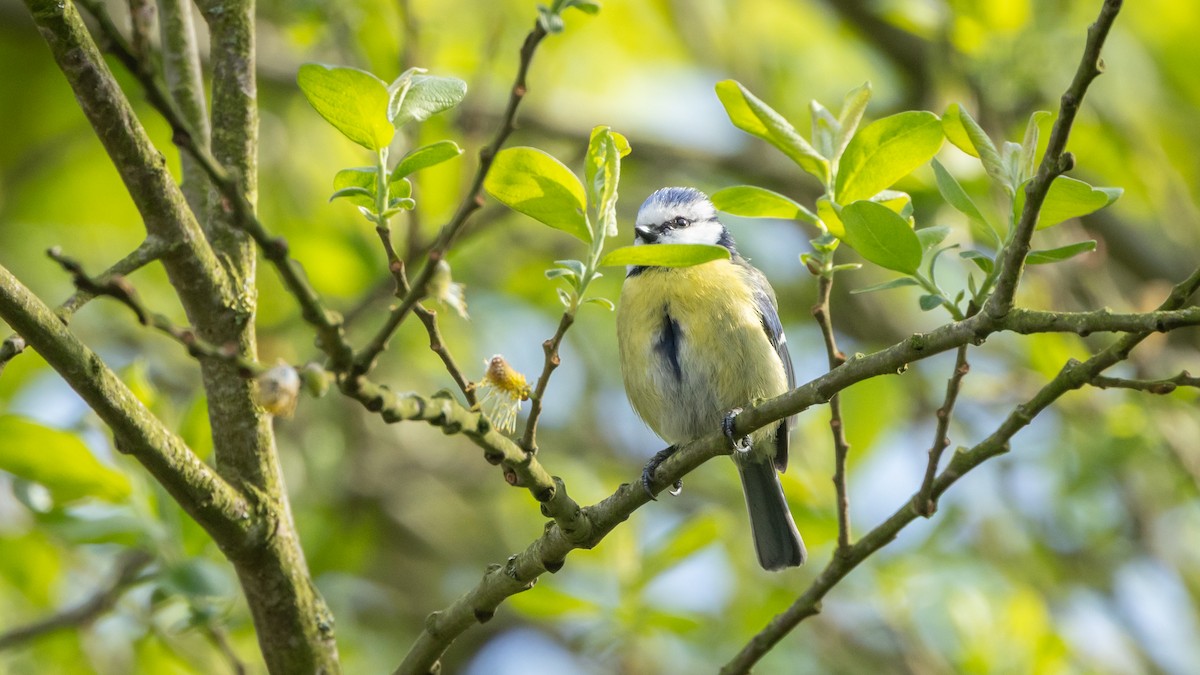 Eurasian Blue Tit - ML638868512