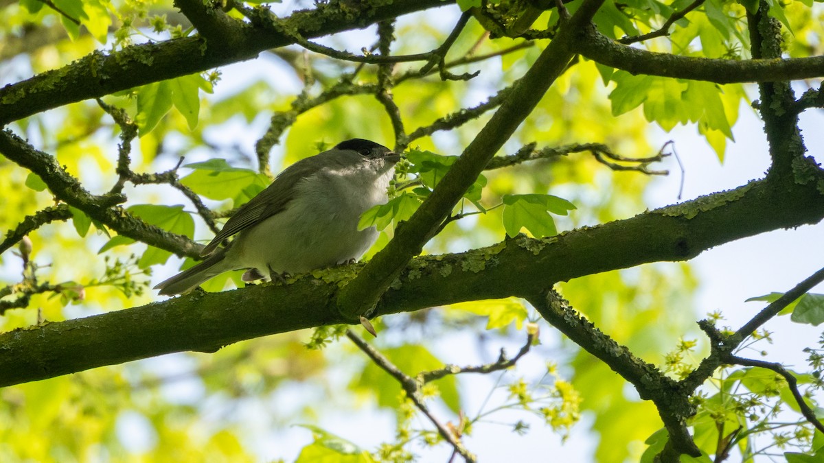 Eurasian Blackcap - ML638868517