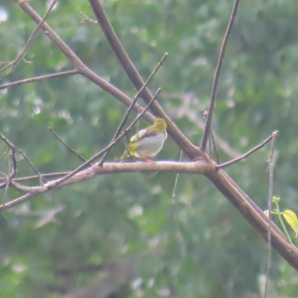 Yellow-browed Camaroptera - ML638868531