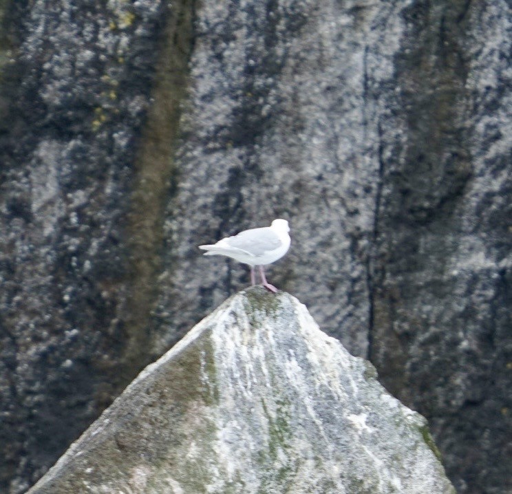 Glaucous-winged Gull - ML638868566