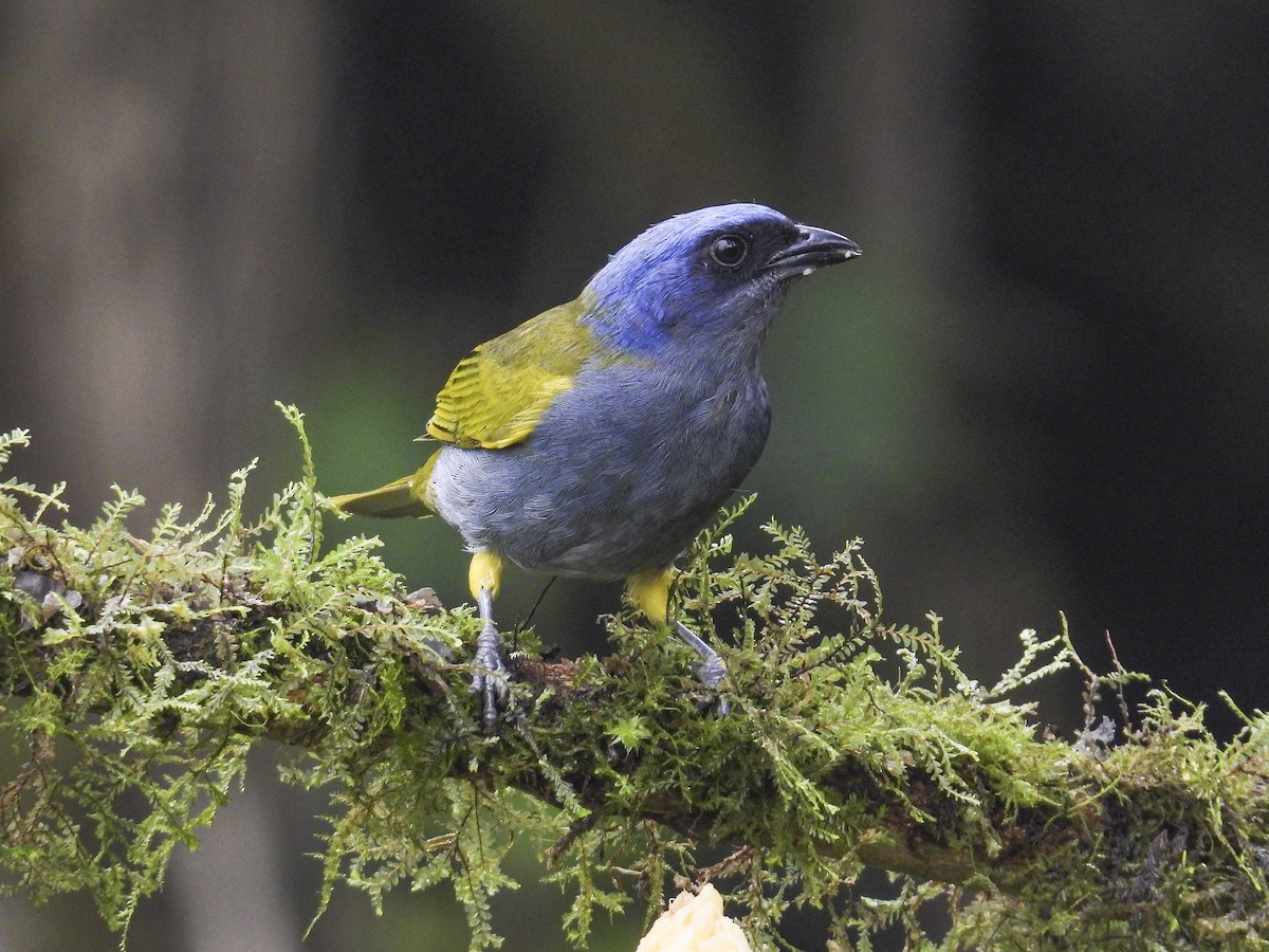 Blue-capped Tanager (Blue-capped) - ML638868652
