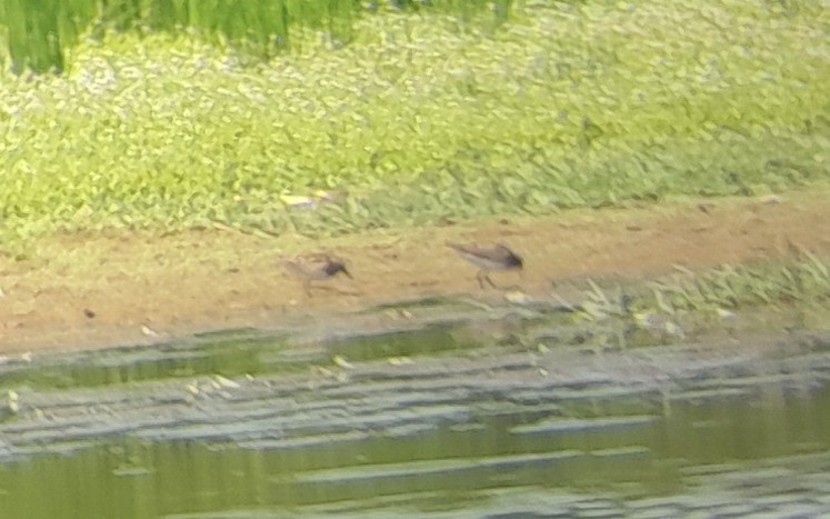 tanımsız küçük kumkuşu (Calidris sp.) - ML638868661