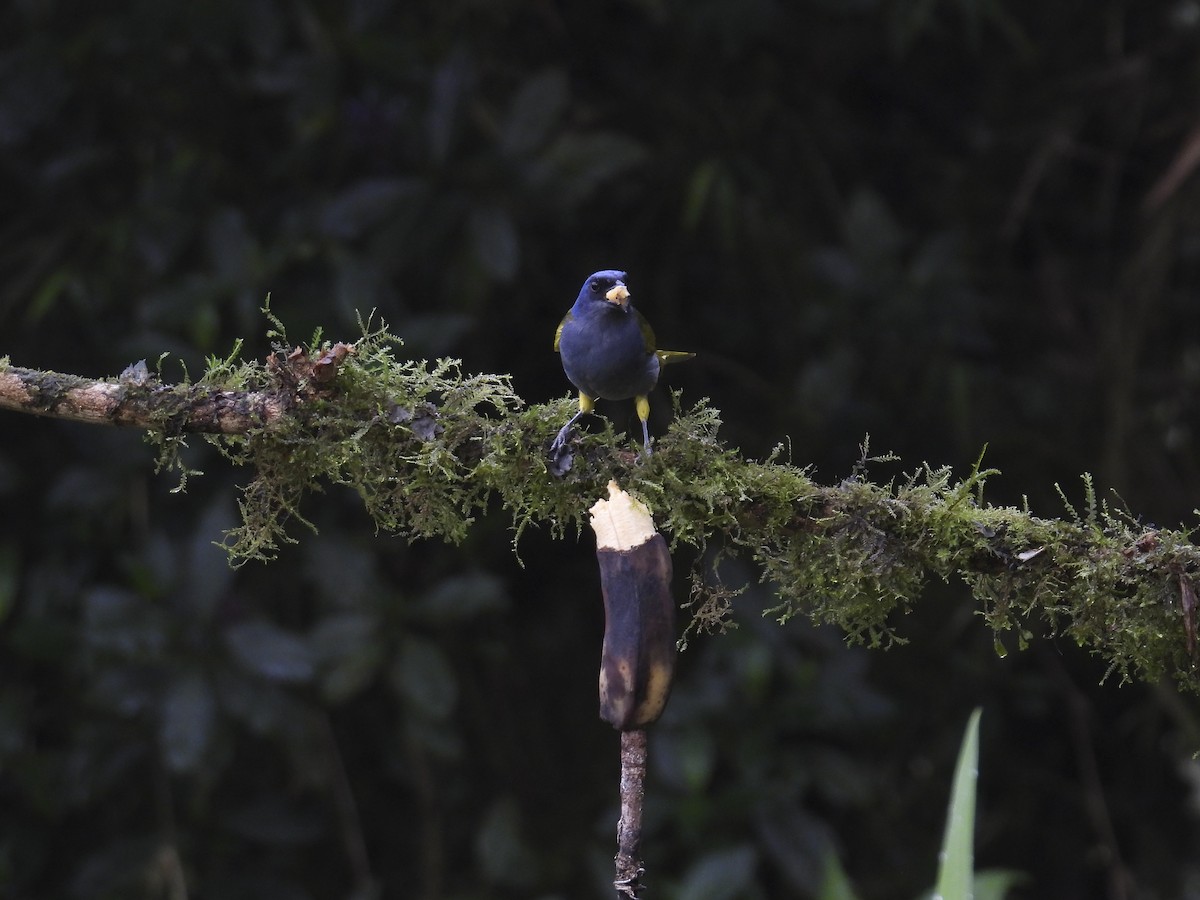 Blue-capped Tanager (Blue-capped) - ML638868669