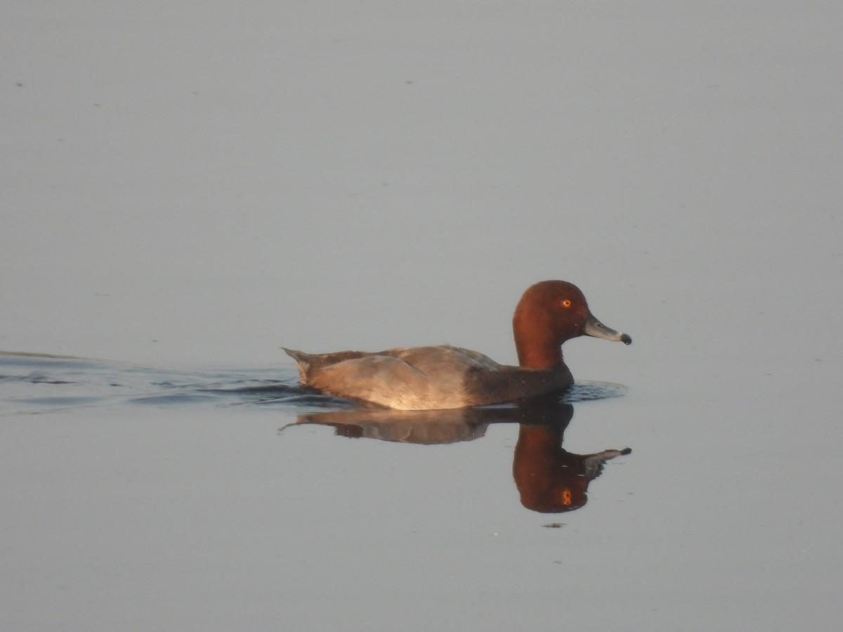 Redhead - ML638868693