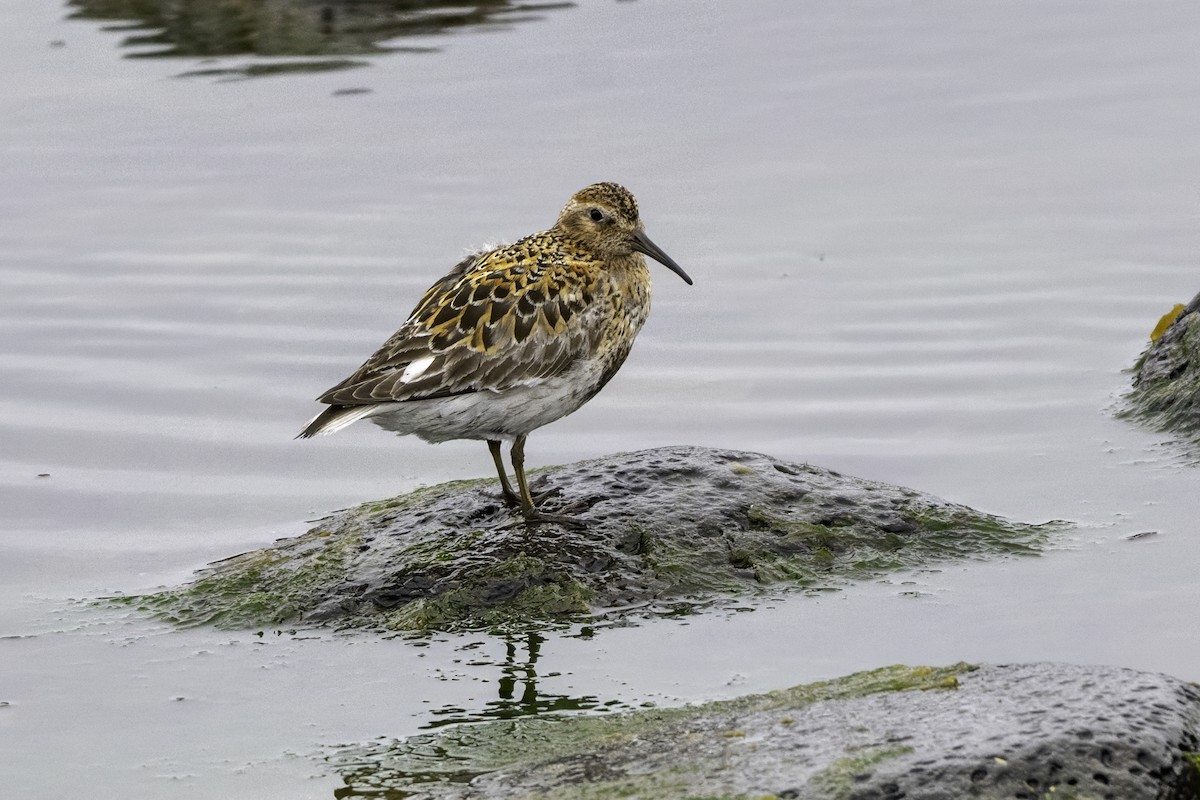 Rock Sandpiper - ML638868729
