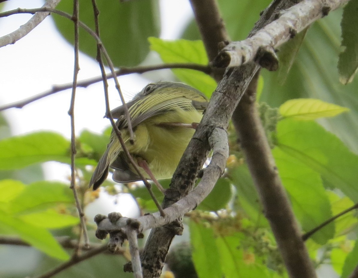 Rufous-browed Peppershrike - ML638868731