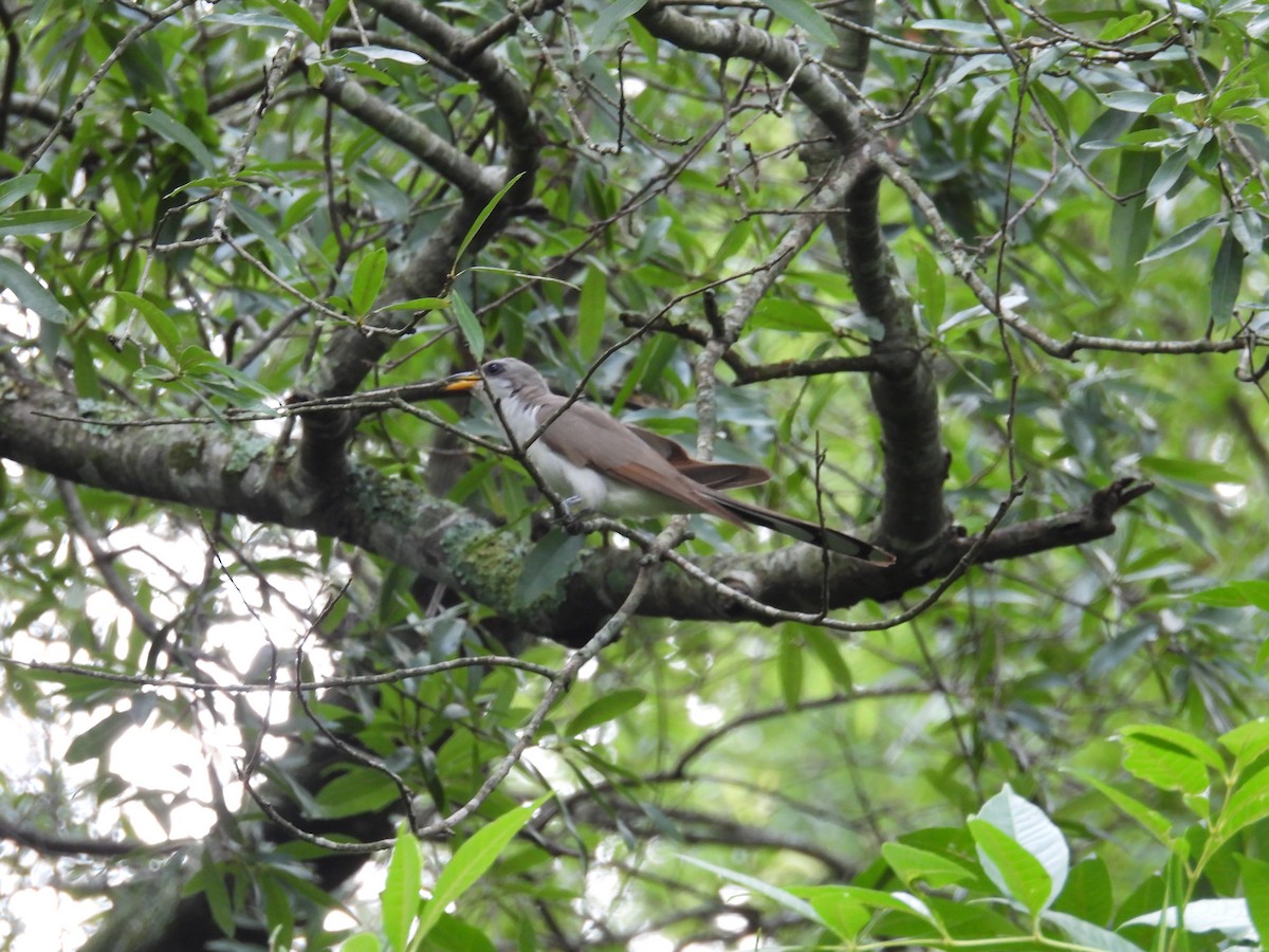 Yellow-billed Cuckoo - ML638868821