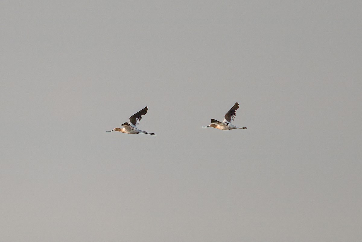 American Avocet - ML638868921