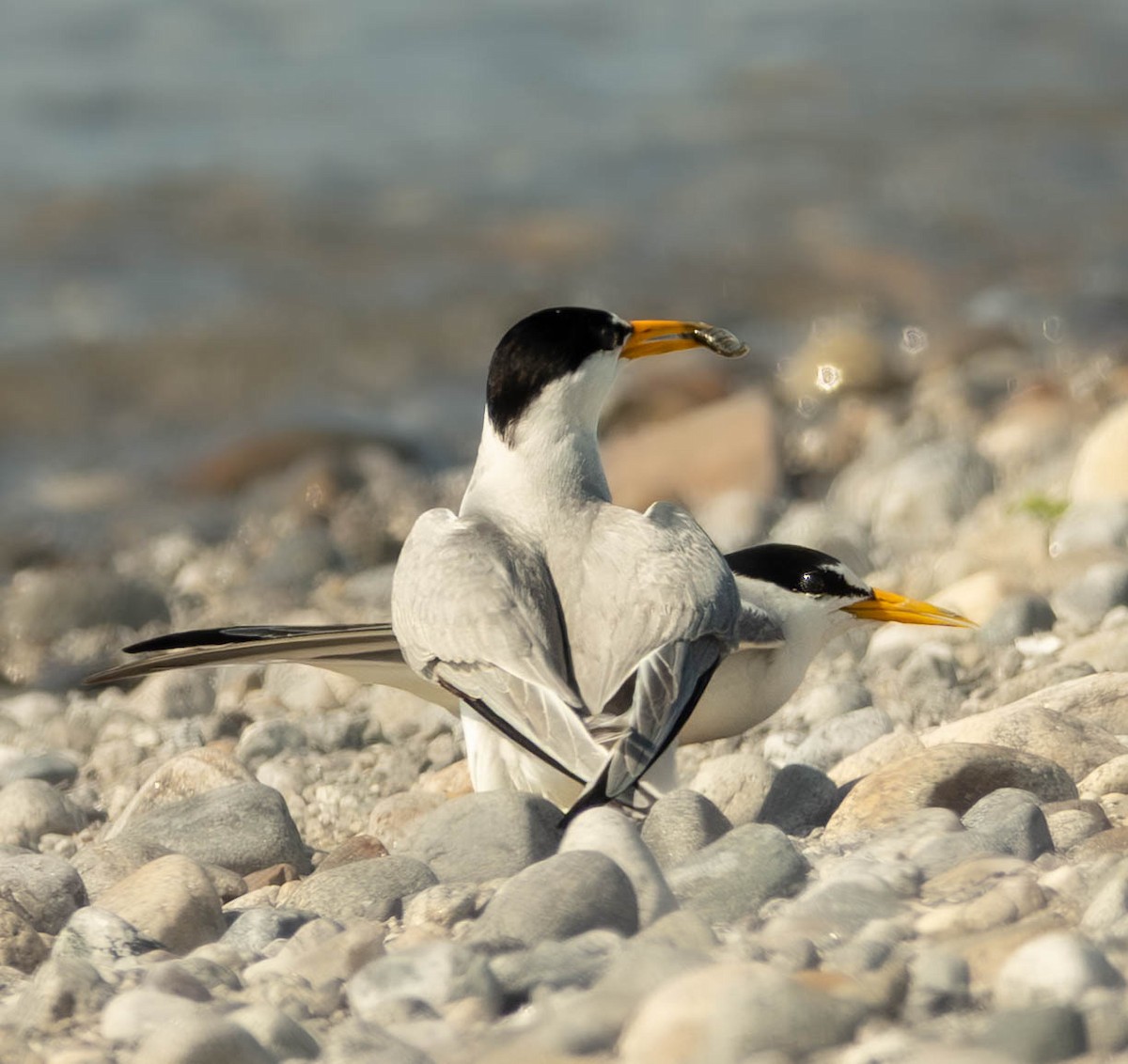 Least Tern - ML638868927